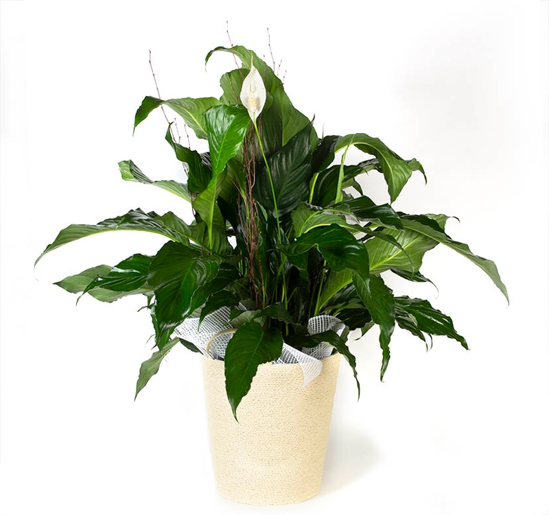 Peace Lilly Floor Plant - Item # 44823 - Dave's Gift Baskets