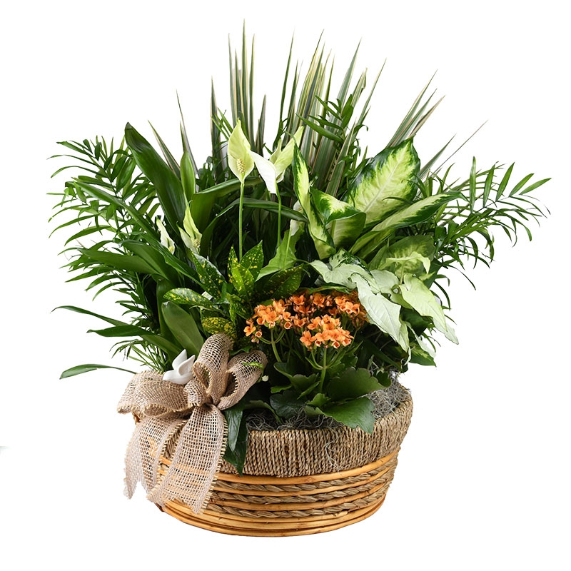 Extra Large Premium Dish Garden - Item # 44899 - Dave's Gift Baskets