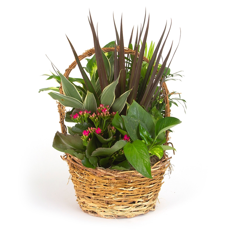 Twiggy Dish Garden 8 - Item # 44683 - Dave's Gift Baskets