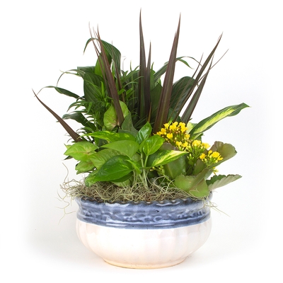 Dish Gardens - Ceramic Ten Inch Dish Garden