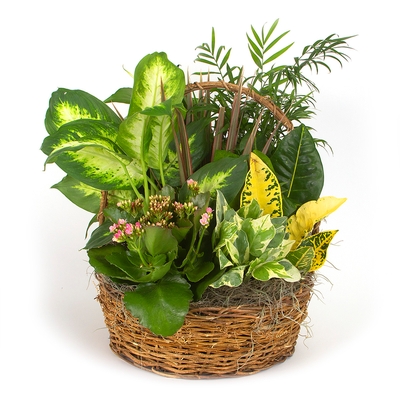 Dish Gardens - Dish Garden 12