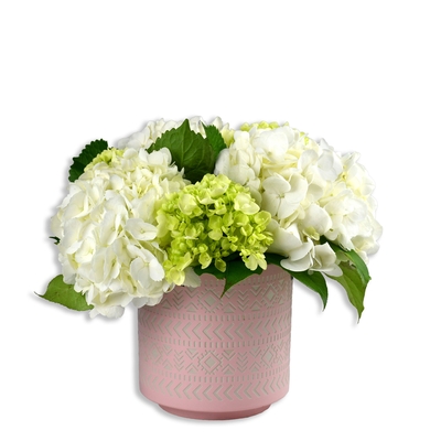 Thank You - Hydrangea Hype - Pink