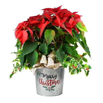 Christmas - Holiday Holly