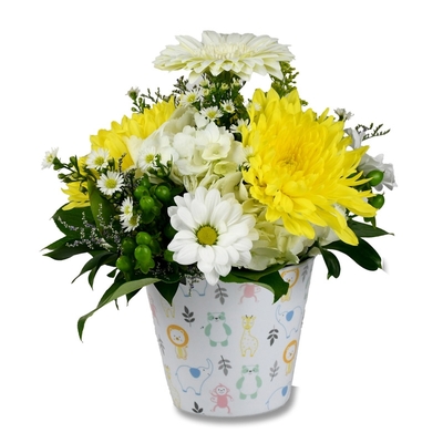 Baby - Daisy Baby