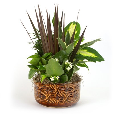 Dish Gardens - Ceramic Dish Garden 8