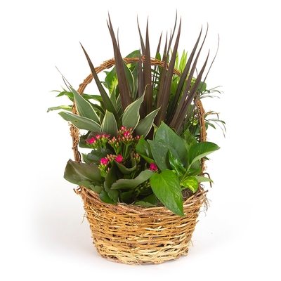 Dish Gardens - Twiggy Dish Garden 8