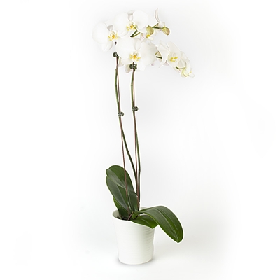 Plants - Double Orchid