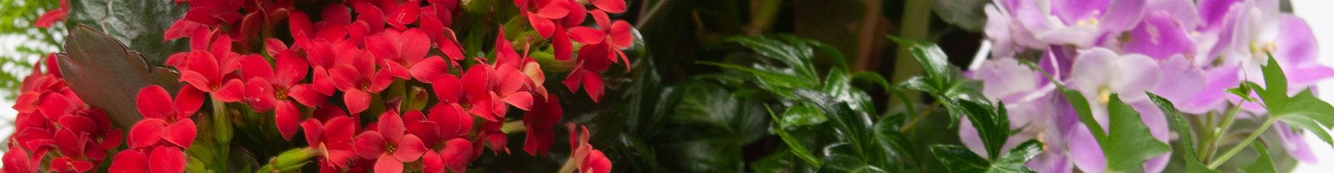 Plant Arrangements - Dish Gardens