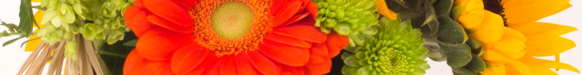 Plant Arrangements - Plants